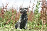 BOUVIER DES ARDENNES 316